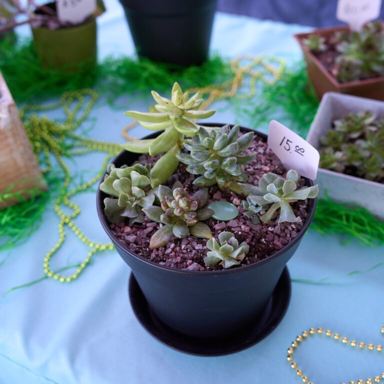 A potted arrangement of assorted succulents priced at fifteen dollars at a C-Street market plant vendor.