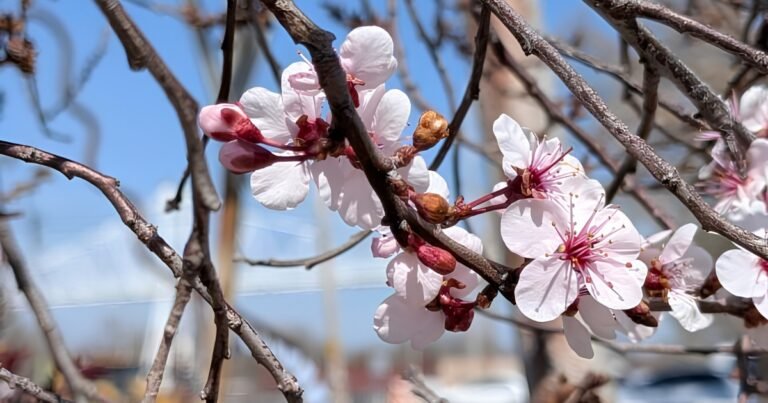 Pink spring blossoms against a blue sky on Historic C-Street.