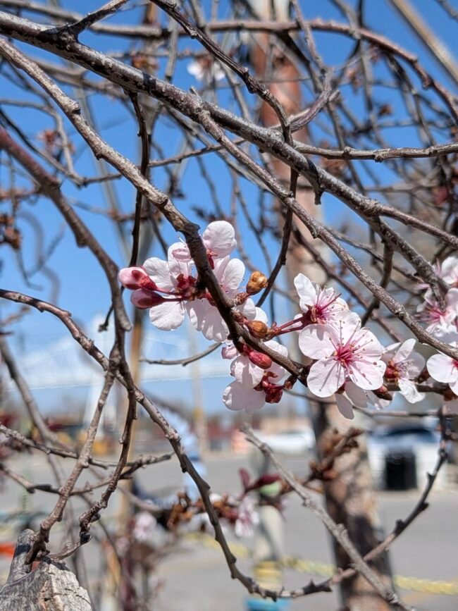 Pink spring blossoms against a blue sky on Historic C-Street.