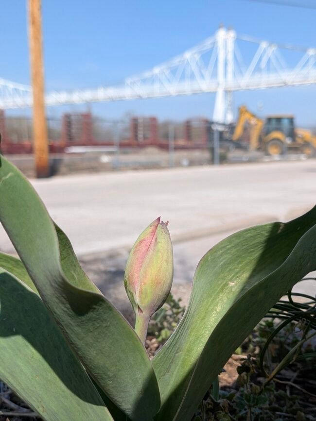 A tulip bud opens near the Jefferson Avenue Footbridge rehabilitation on Historic C-Street.