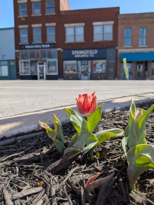 A red tulip blooms in a median bed across from Springfield Mercantile Co. on Historic C-Street.