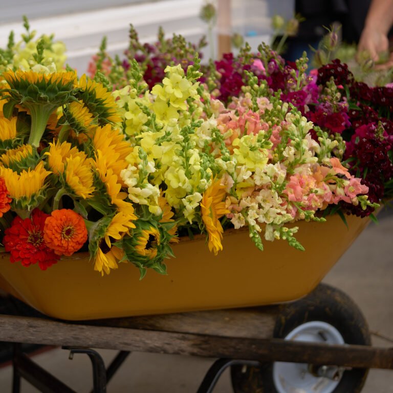 The C-Street Floral Stroll, a one-mile loop of floral arrangements on C-Street in June in Springfield, MO